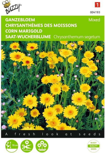 2 stuks Chrysanthemum, Ganzebloem gele tinten gemengd