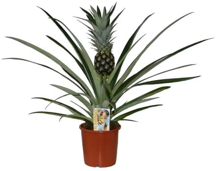JUNAVERA Ananas Champaca terrariumplant | 12 cm pot | 30 cm hoog