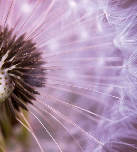 Fotobehang - Dandelion 225x250cm - Vliesbehang