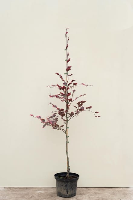 Jonge Driekleurige Beukenboom | Fagus sylvatica 'Tricolor' | 100-150cm hoogte