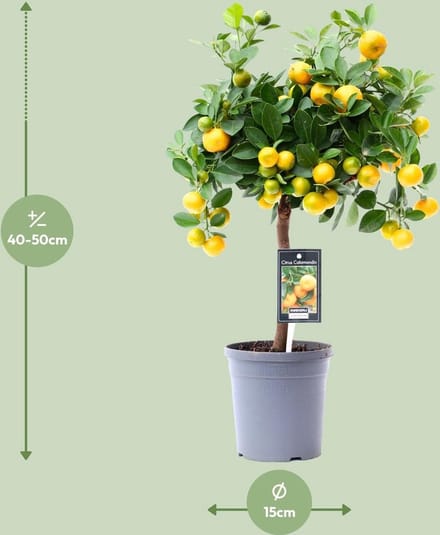 Citrus Calamondin - Ø15cm - 45cm