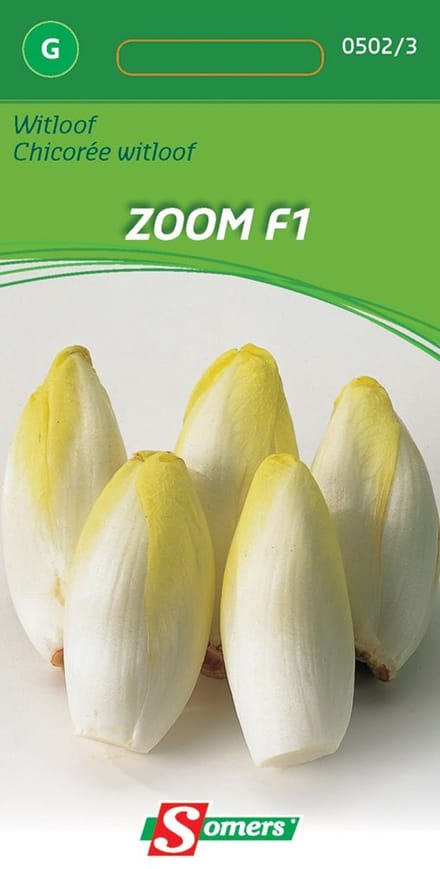Somers zaden - Witlof Zoom F1