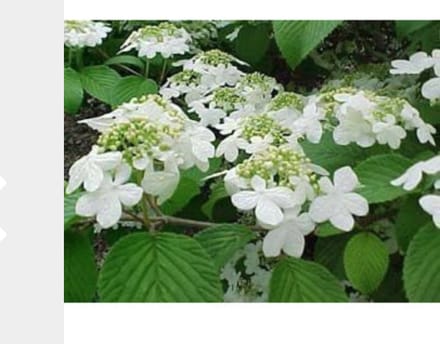 Viburnum plicatum tomentosum - Japanse Sneeuwbal 40 - 60 cm in pot