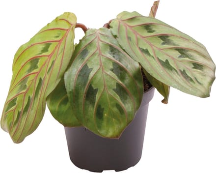 Calathea Leuconeura Red Stripe - Terrariumplant