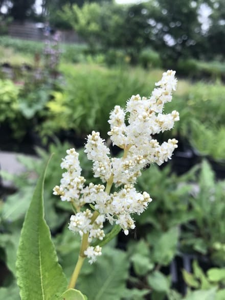 6 x Persicaria polymorpha - Duizendknoop - P9 Pot (9 x 9cm) - Dima Vaste Planten