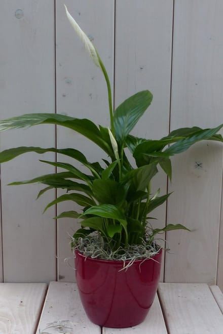 Warentuin natuurlijk - Lepelplant Spathiphyllum rode pot 40 cm