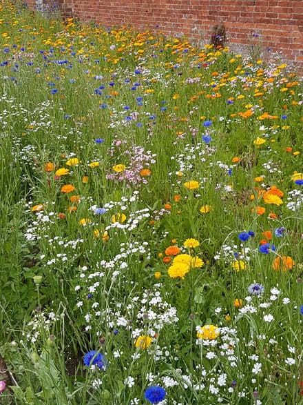 Veldbloemen Mini Wildbloem eenjarig 50 gram