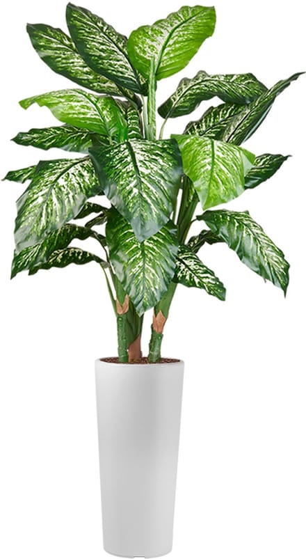 HTT - Kunstplant Dieffenbachia in Clou rond wit H175 cm