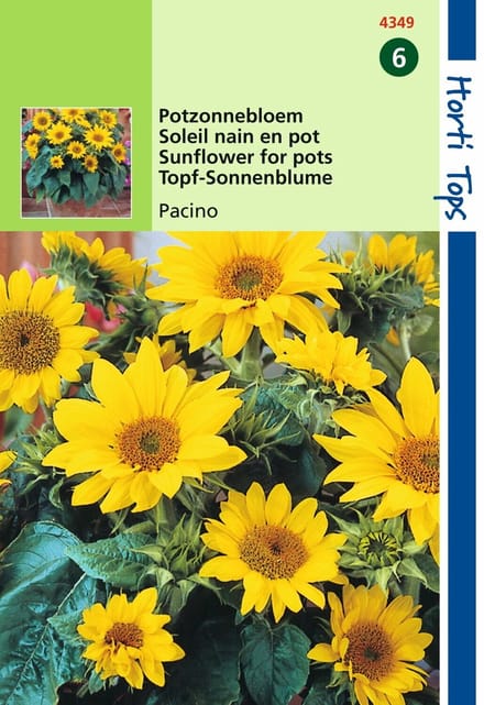 2 stuks - Hortitops - Helianthus Annuus Pacino, Lage Potzonnebloem