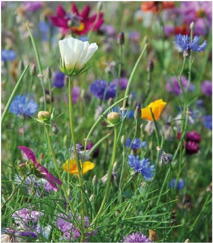 AURORA  - Veldbloemenmengsel Eenjarig  (wildbloemen) – Advanta – 100 gr