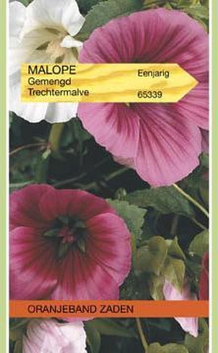 Malope, Trechtermalva gemengd