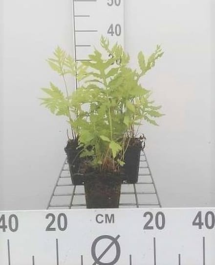 6x Bolletjesvaren - Onoclea sensibilis | 9x9 cm pot