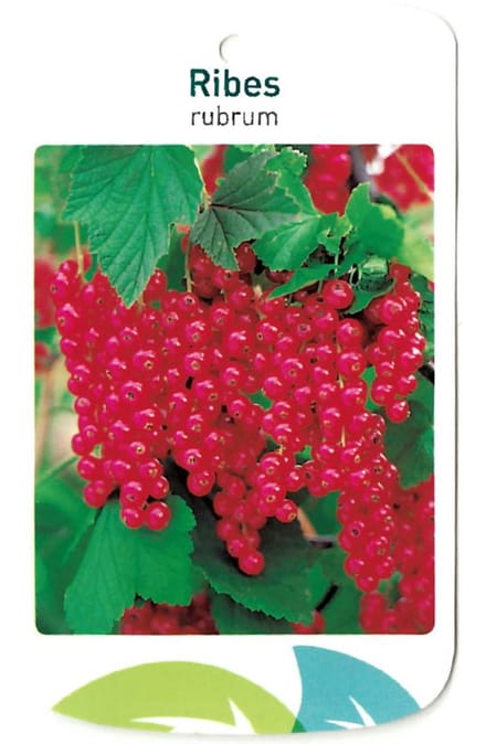 Oosterik home - Ribus Rubrum