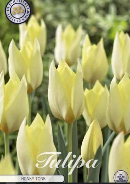 Dutch Finest Quality bloembollen - Tulpen Tulp Specie Honky Tonk x10 6/7s