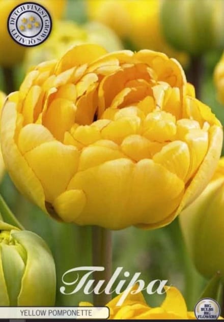 Dutch Finest Quality bloembollen - Tulpen Tulp Double Late Yellow Pomponette x7 12/+s