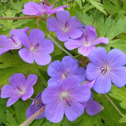 6x Ooievaarsbek - Geranium ‘Blue Sunrise’® - Pot 9x9cm