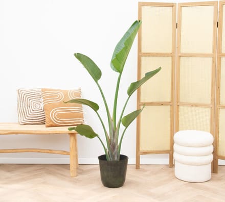 Strelitzia Augusta - 160cm