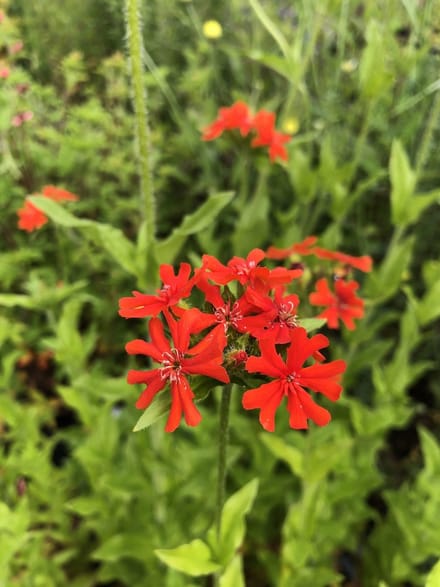 6 x Lychnis chalcedonica - Brandende Liefde - P9 Pot (9 x 9cm) - Dima Vaste Planten