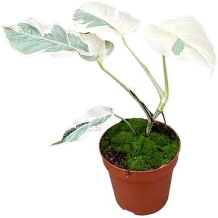 Monstera White Ghost Kamerplant Potmaat Ø17 cm |Vers Van De Kweker