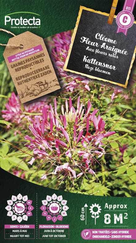 Protecta Bloemen zaden: Kattensnor Roze | Cleome
