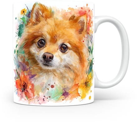Beker Dwergspitz (Pomeranian)