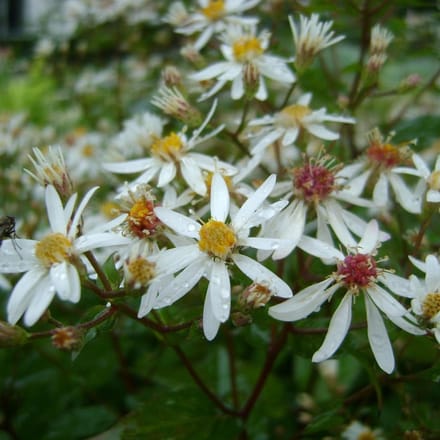 6 x Aster Cordifolius 'Silver Spray' - Zomeraster pot 9x9 cm - Langbloeiende vaste plant