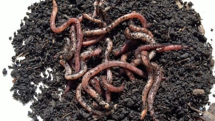 Pauwels Aardwormen