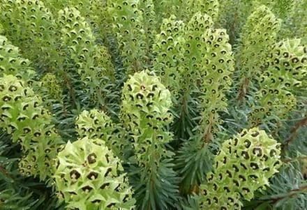 6x Wolfsmelk - Euphorbia char. 'Black Pearl' | 9x9 cm pot