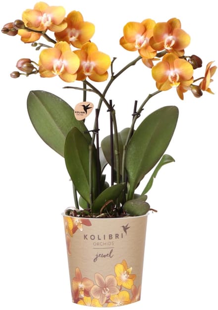 Oranje geverfde Phalaenopsis orchidee - 20+ bloemen - Halloween - potmaat Ø12cm -