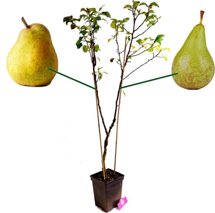 Pyrus Communis 'Duo' twee soorten aan één boom, 5 liter pot