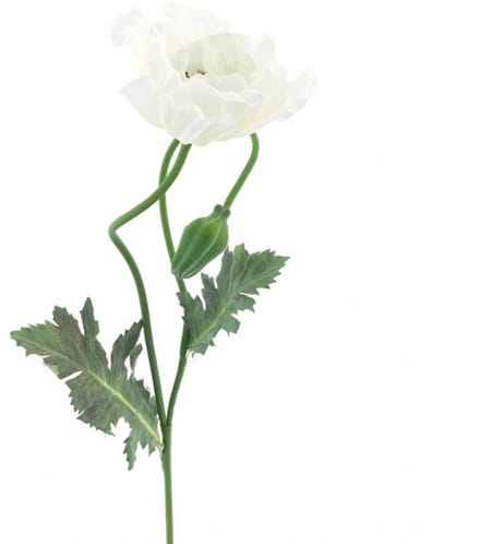 Erutan avon - Poppy spray Casper cream 73 cm