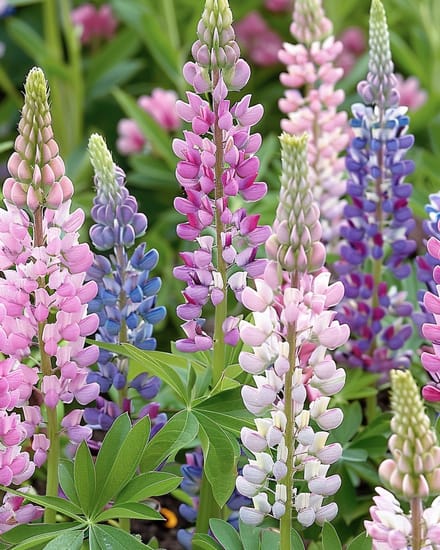 Lupine Zaden Russell's Hybrids Gemengd Lupinus Polyphyllus Meerjarig