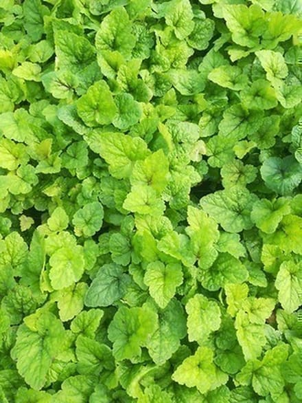 6x Perzische muts - Tiarella hybr. 'Tiger Stripe' | 9x9 cm pot