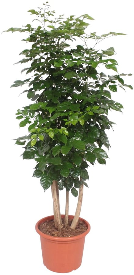 Radermachera Hainanensis - 190 cm - ø40