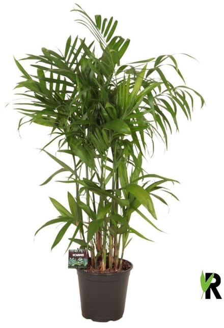 Chamaedorea Seifrizii 90 cm - Kamerplant - Potmaat Ø21 cm