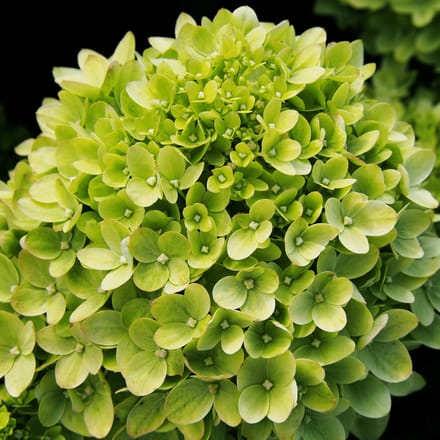 Arbustes de haie - Un ensemble 1 - Hydrangea paniculata Little Lime - (3L) cm
