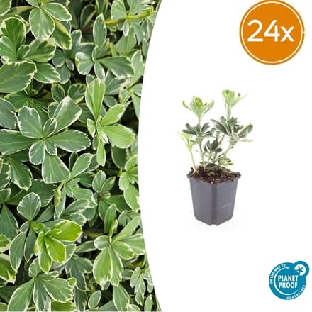 20 Bodembedekkers schaduw - Pachysandra terminalis 'Variegata' 10-25cm | Dikkemanskruid winterhard