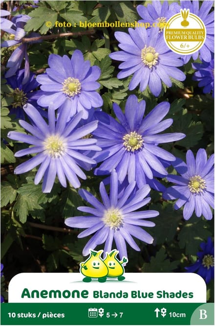 4 zakjes Anemoon Blanda bleu maat 6/+
