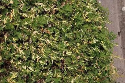 6x Mourasspirea - Filipendula ulm. 'Variegata' | 9x9 cm pot