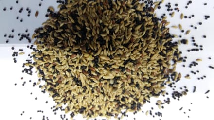 Wielink Kanariezaad zonder raapzaad 20KG