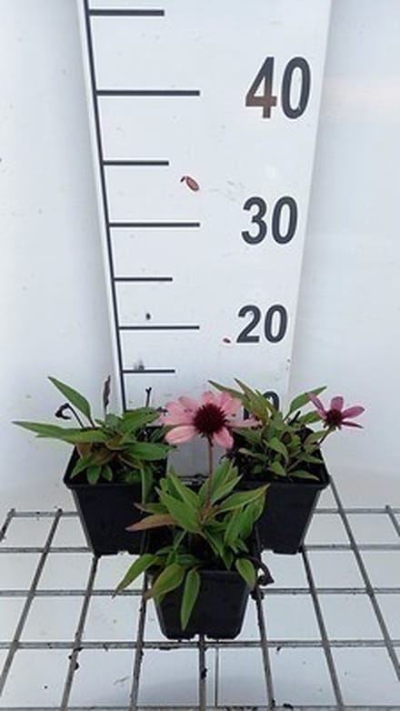 6x Zonnehoed - Echinacea purp. Sensation Pink' | 9x9 cm pot