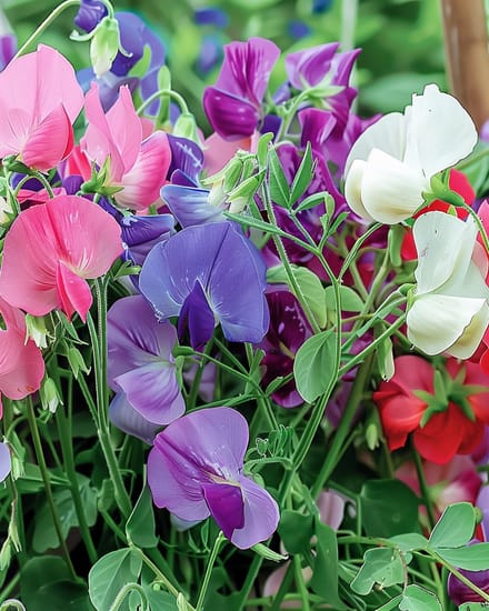 2 sets - Reukerwt Zaden Royal Family Gemengd Lathyrus Odoratus Eenjarig