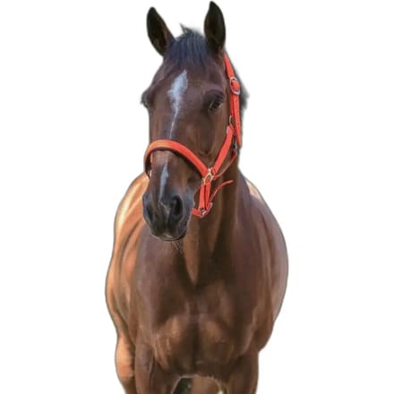 Halter Norton Fluo