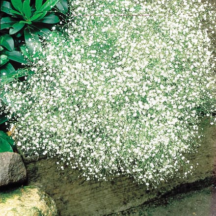 Sluis Garden - Bruidssluier White Design (Gypsophila paniculata)