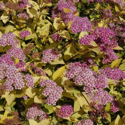 Spiraea Japonica 'Golden Princess' - Spierstruik 20-25 cm pot