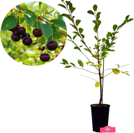 Prunus avium 'Athos'® Unieke kersenstruik, 3 liter pot