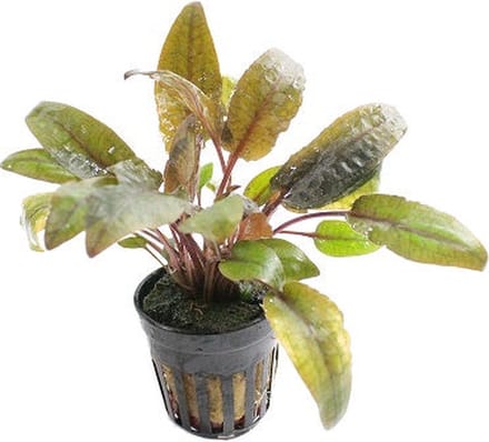 Moerings Cryptocoryne Walkerii in 5 cm pot