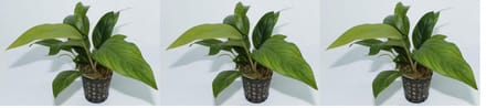 Levende aquariumplant anuabias congensis 5 cm pot per 3 stuks