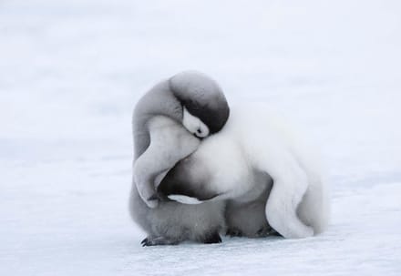 Fotobehang Penguins | XL - 208cm x 146cm | 130g/m2 Vlies