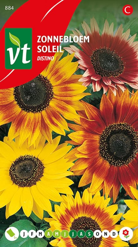 Zonnebloem 'Distino' - Robuuste, Grote Bloemen voor een Eyecatching Tuin